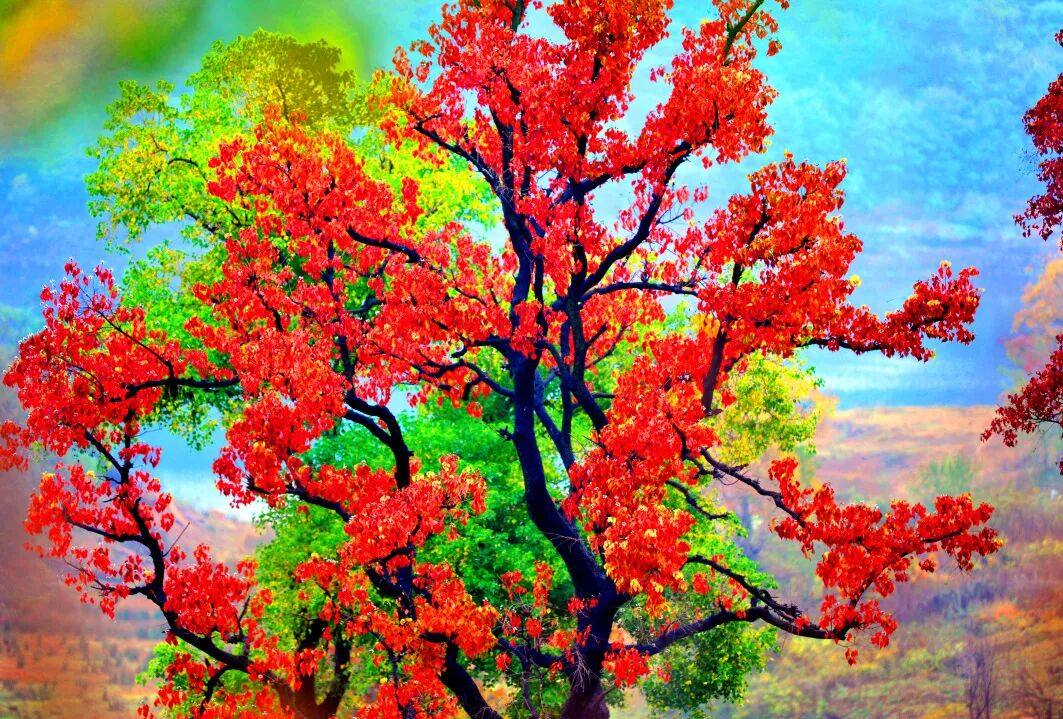 大悟:重逢北山霜降时，勿忘相遇人海茫茫